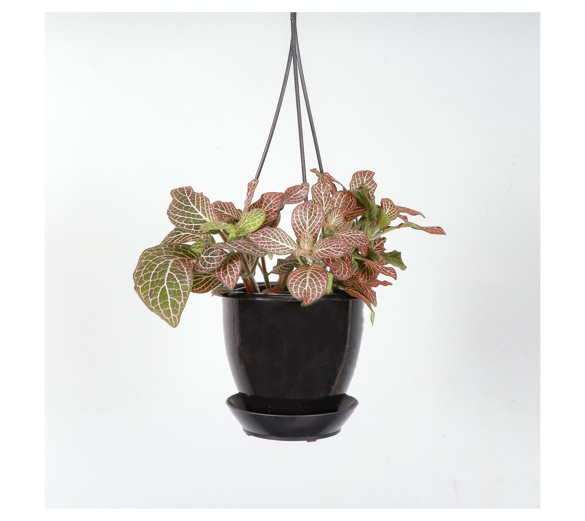 Thorsen's Greenhouse Live 4" Pink Fittonia, Hanging Pot