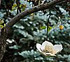 Desert Steel Magnolia Outdoor Hanging Bird Feeder, 2 of 7