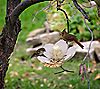 Desert Steel Magnolia Outdoor Hanging Bird Feeder, 3 of 7