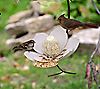 Desert Steel Magnolia Outdoor Hanging Bird Feeder, 4 of 7