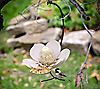 Desert Steel Magnolia Outdoor Hanging Bird Feeder, 5 of 7