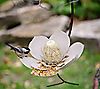 Desert Steel Magnolia Outdoor Hanging Bird Feeder, 6 of 7