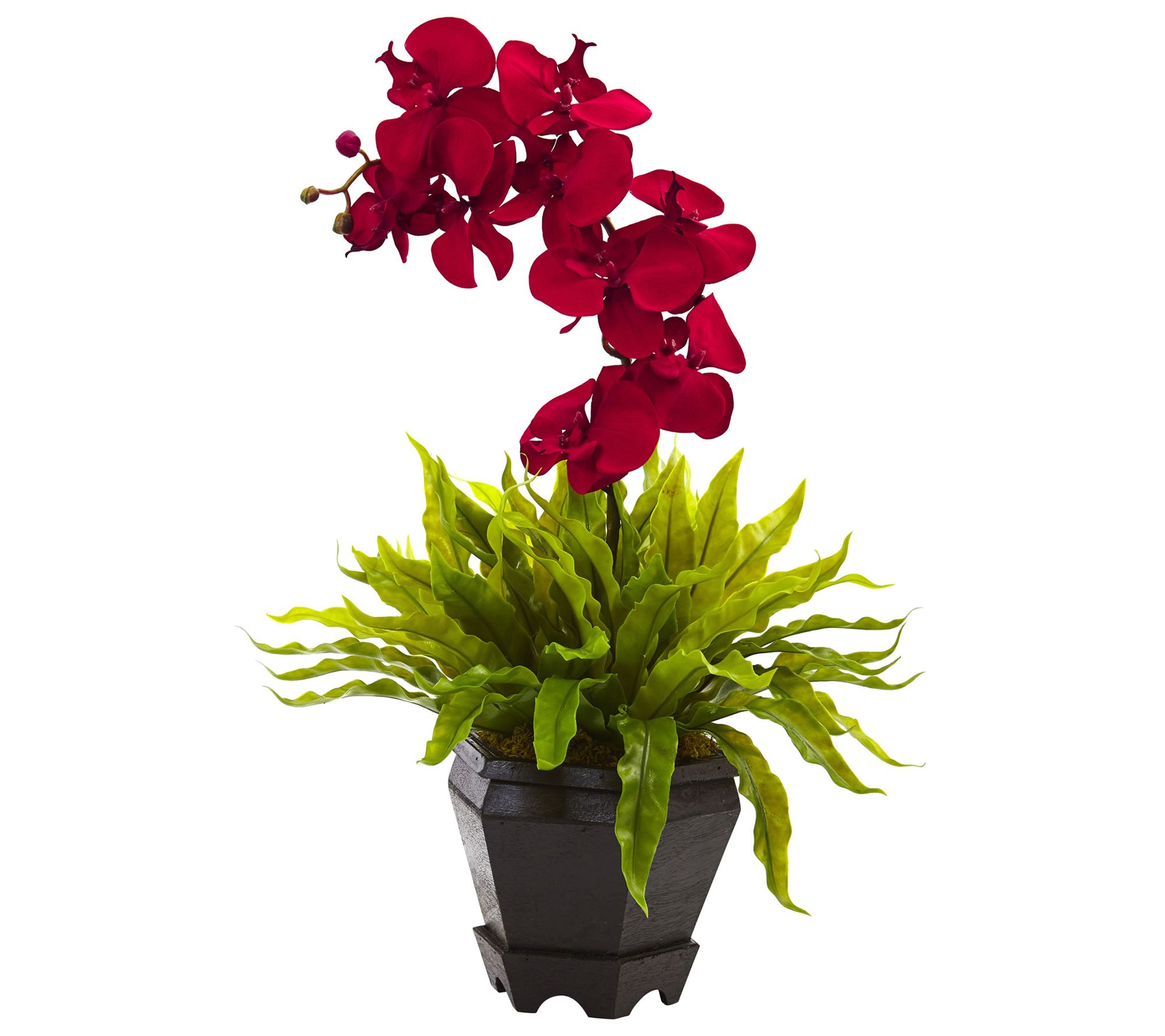 Bird's-Nest Fern & Orchid with Planter by Nearly Natural