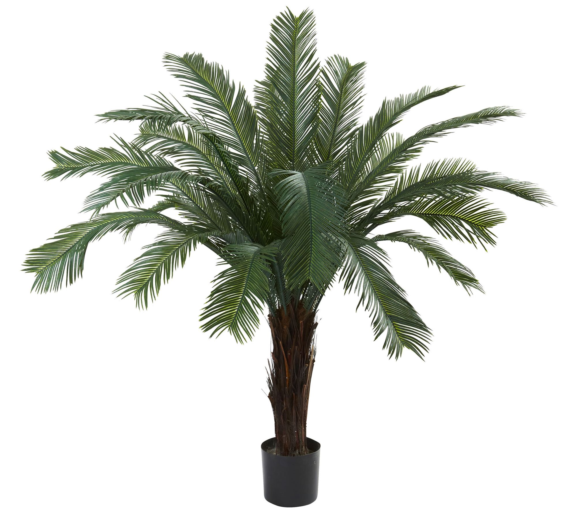 5' Cycas Tree by Nearly Natural