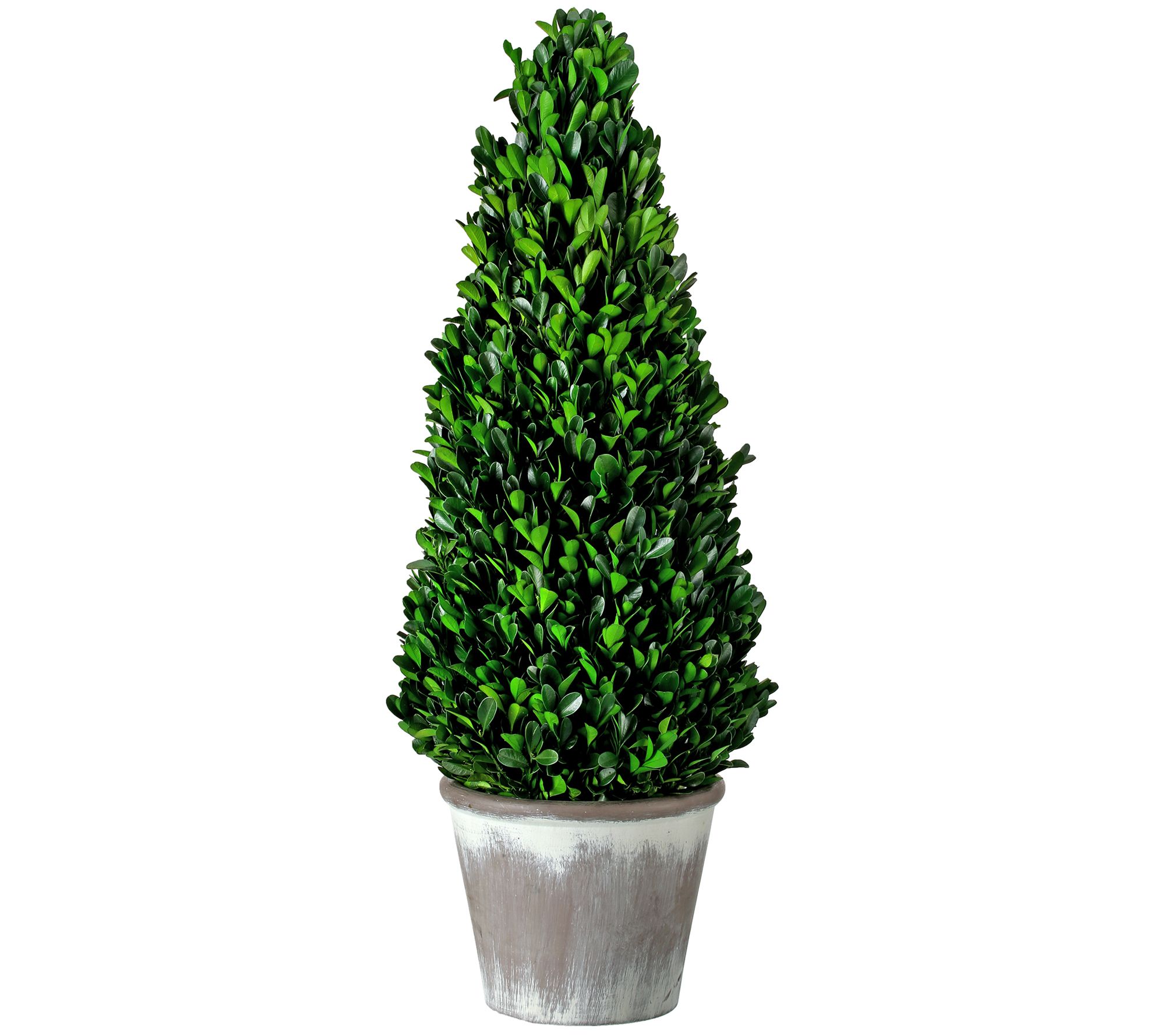 Boxwood Cone Topiary Potted 28