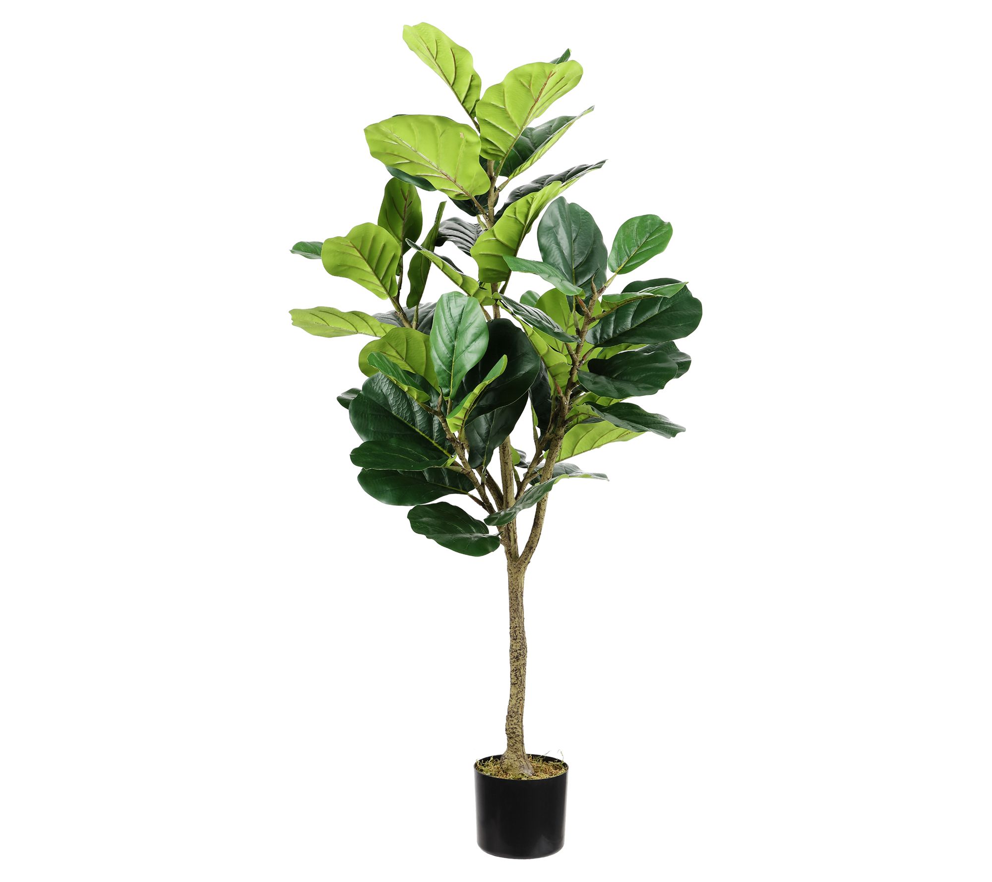 Safavieh Faux Multi Branch Fiddle Leaf Fig 72