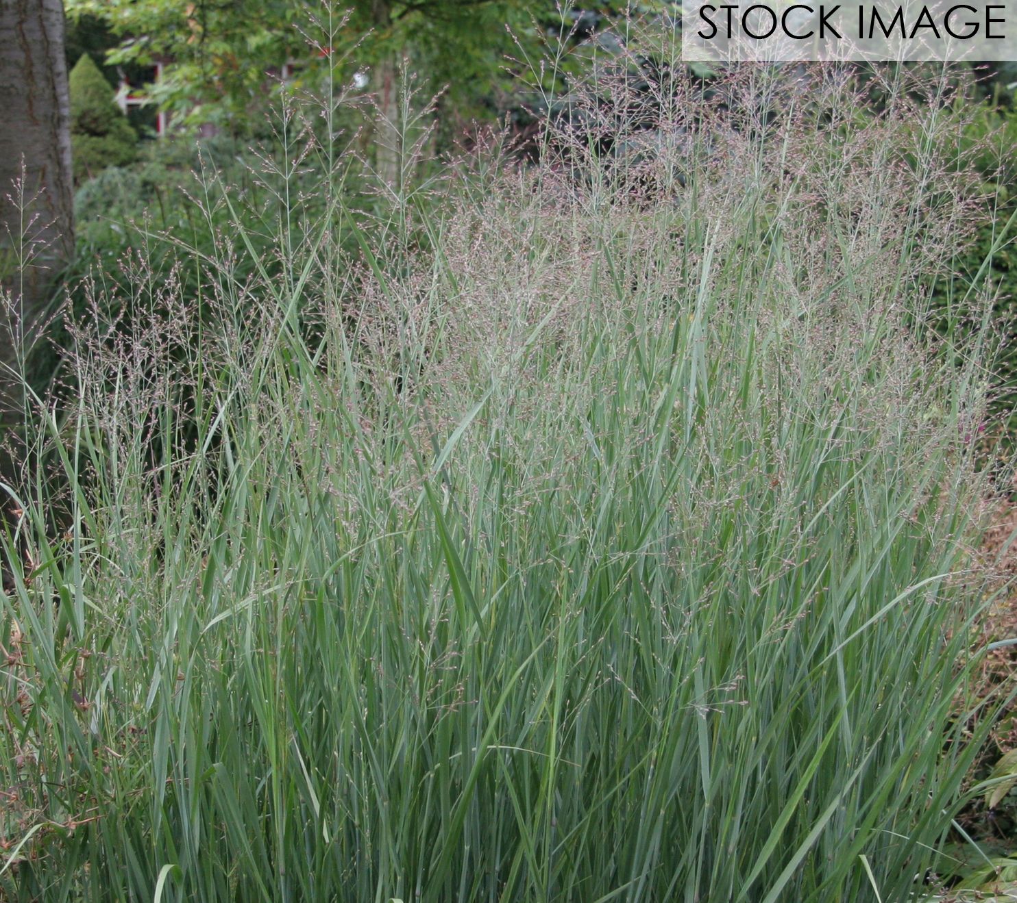 Van Zyverden Ornamental Grass Blue Switch Dormant Potted Plant