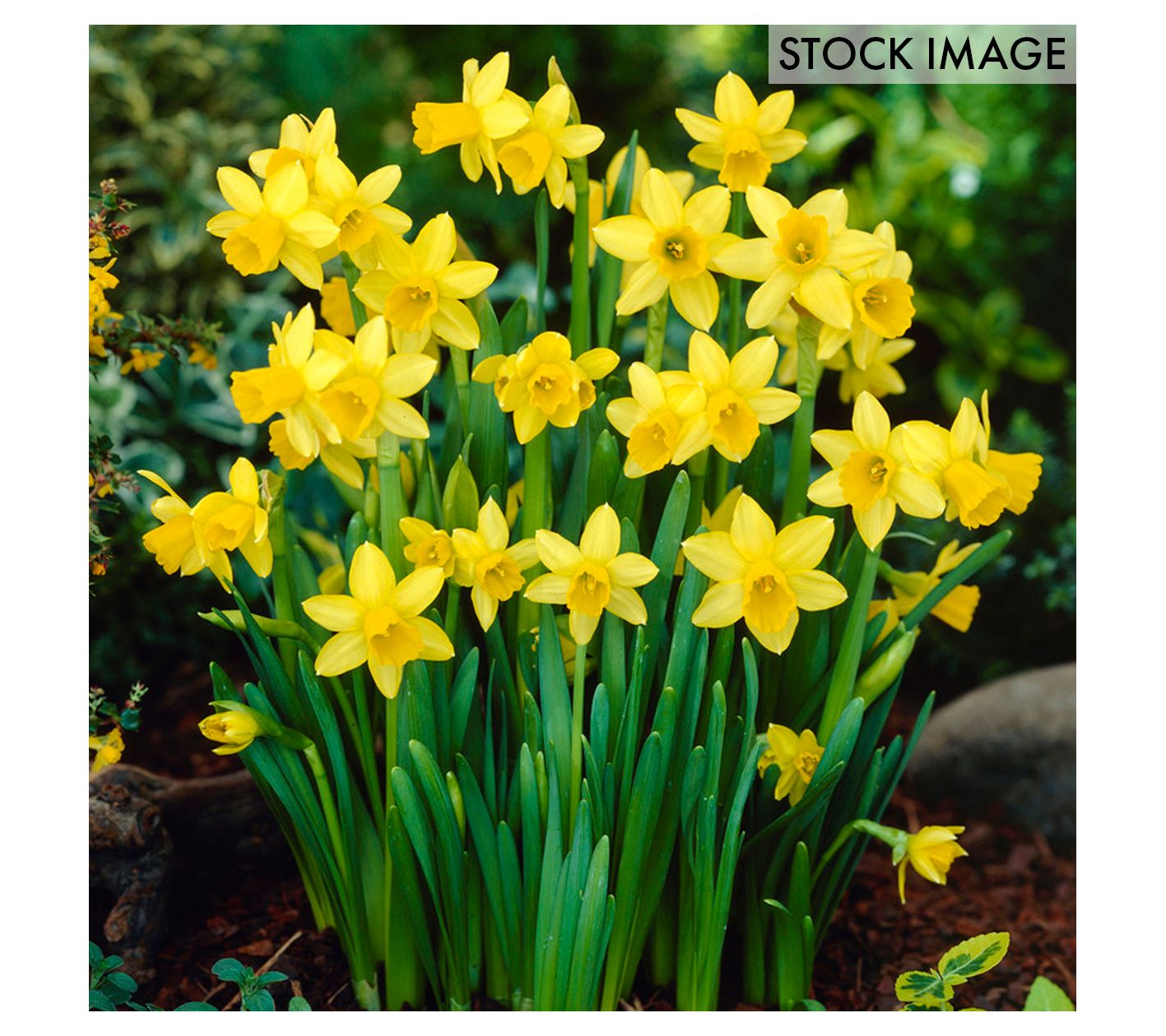Van Zyverden Daffodils Tete A Tete Set of 6 Bulbs