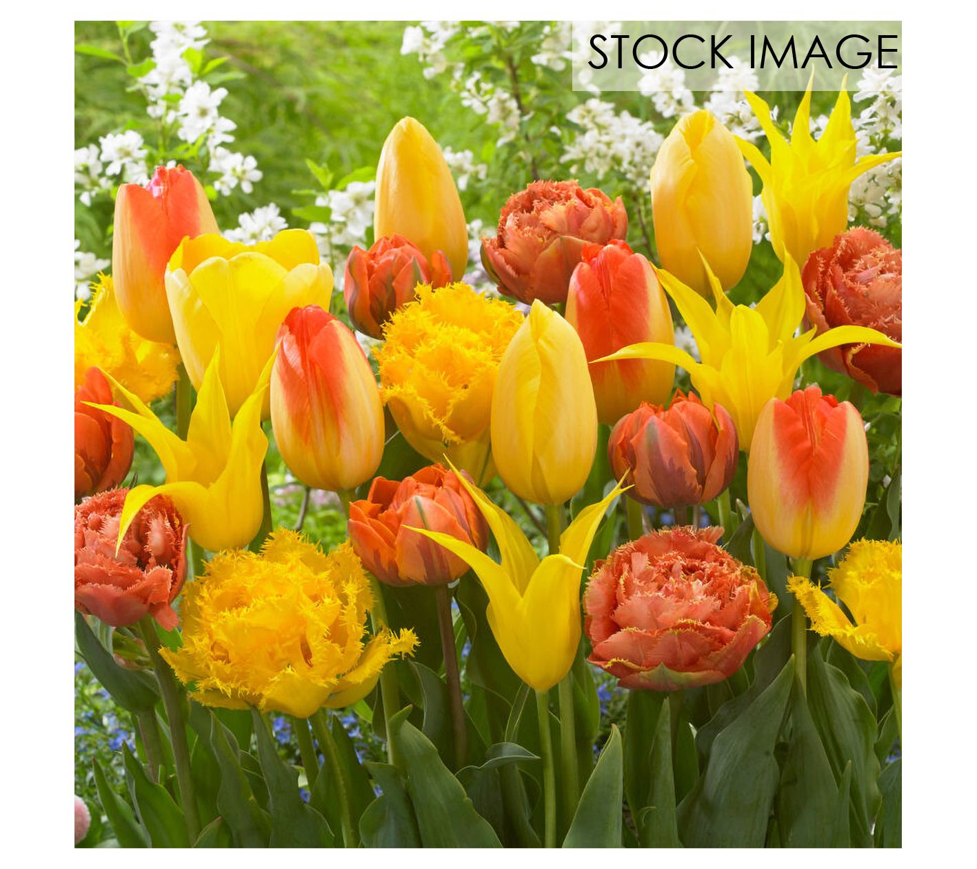 Van Zyverden Tulips Extended Bloom Sunburst Mixture 25 Bulbs