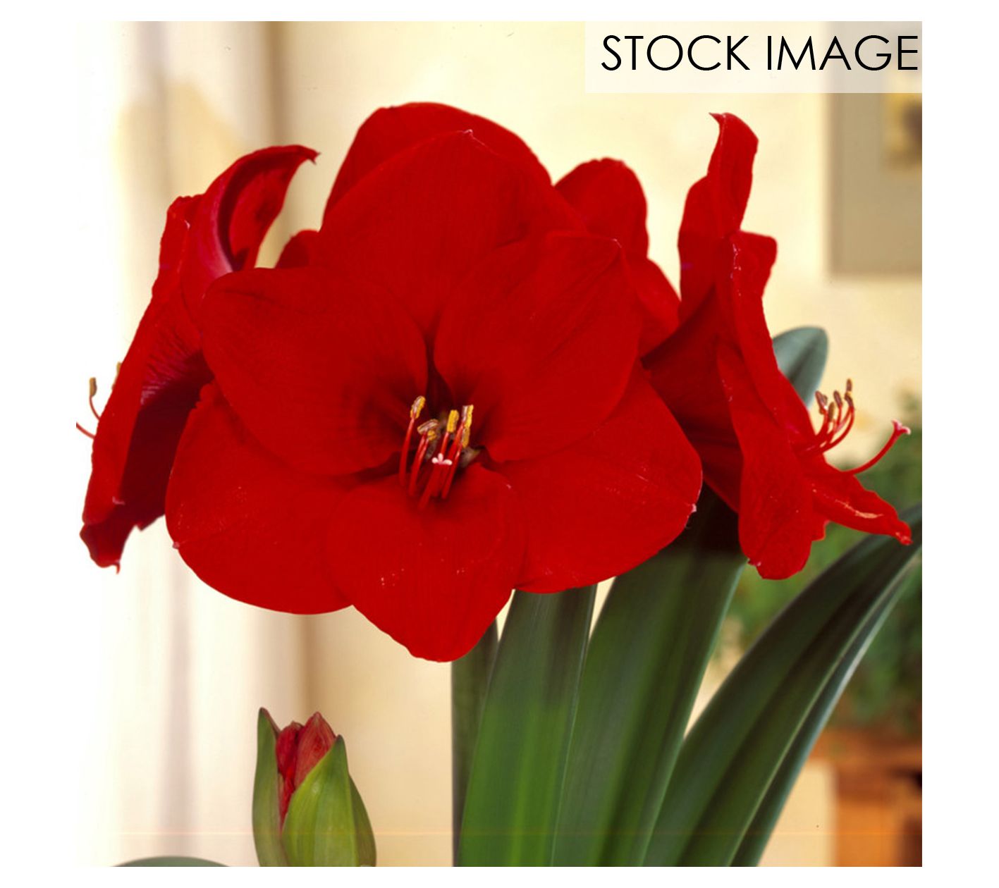Van Zyverden Amaryllis Sweet Valentine 1 Bulb