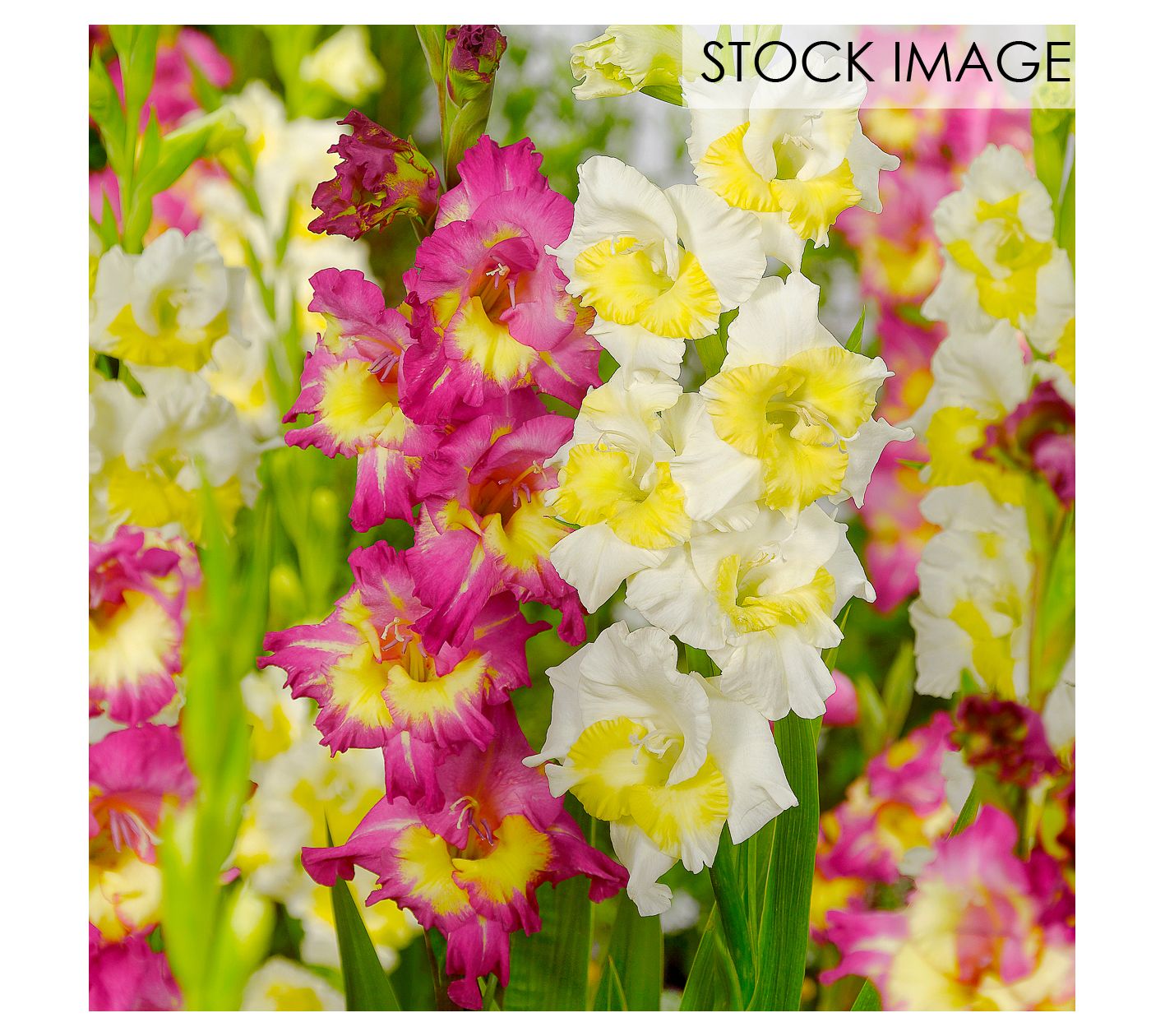 Van Zyverden Gladiolus Vivid Harmony Blend Setof 15 Bulbs