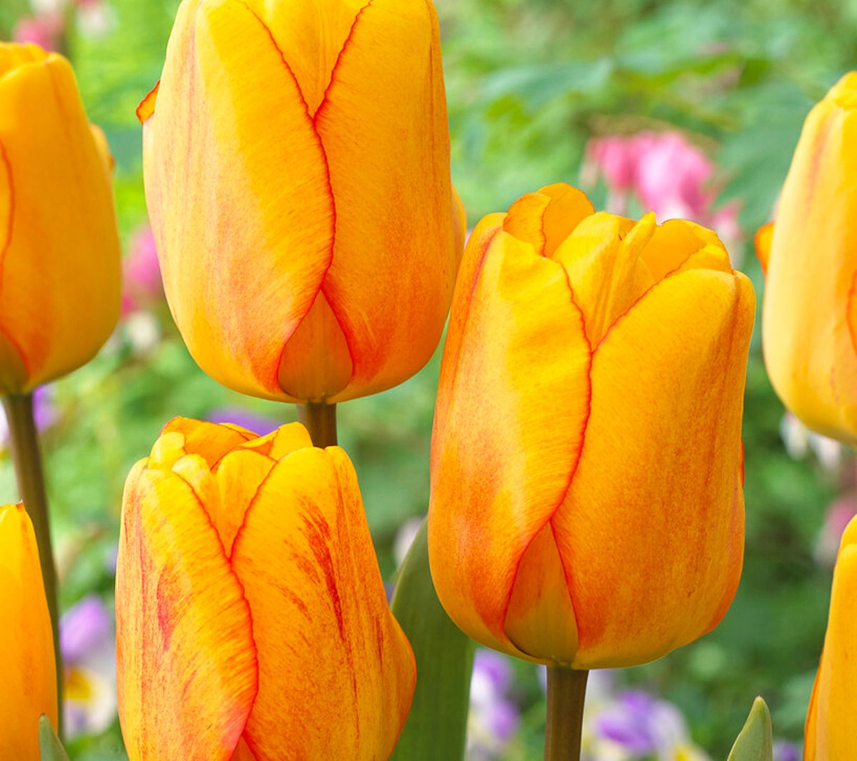 Van Zyverden Tulips Blushing Apeldoorn Set of 12 Bulbs