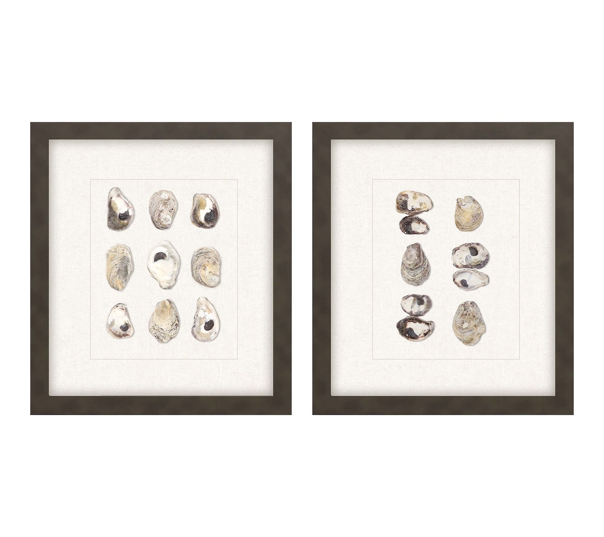 HomeRoots Set of Two Shell Series S/2 Brown Framed Art