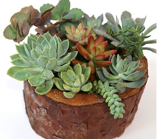 Wood and Wine Elizabeth Hand Carved Bowl withLive Succulents