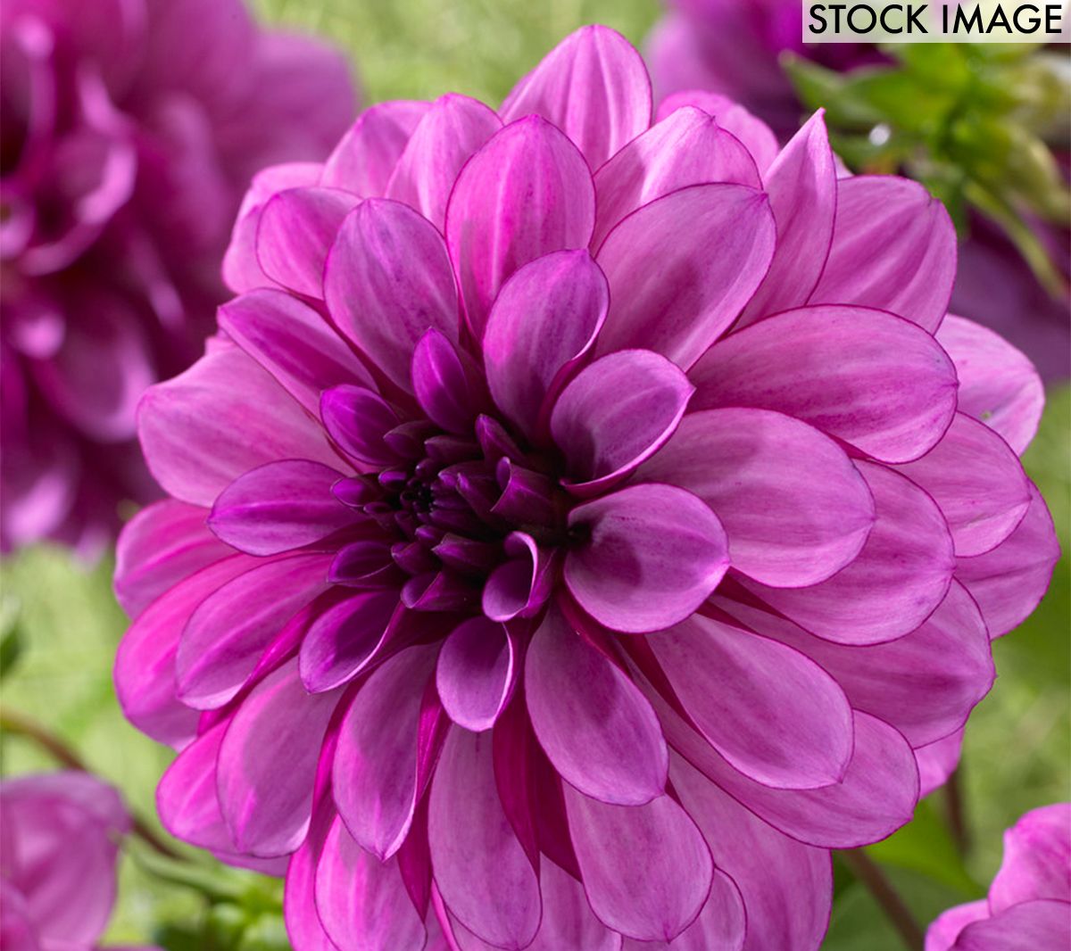 Van Zyverden Blue Boy Dahlias - Set of 5 Bulbs