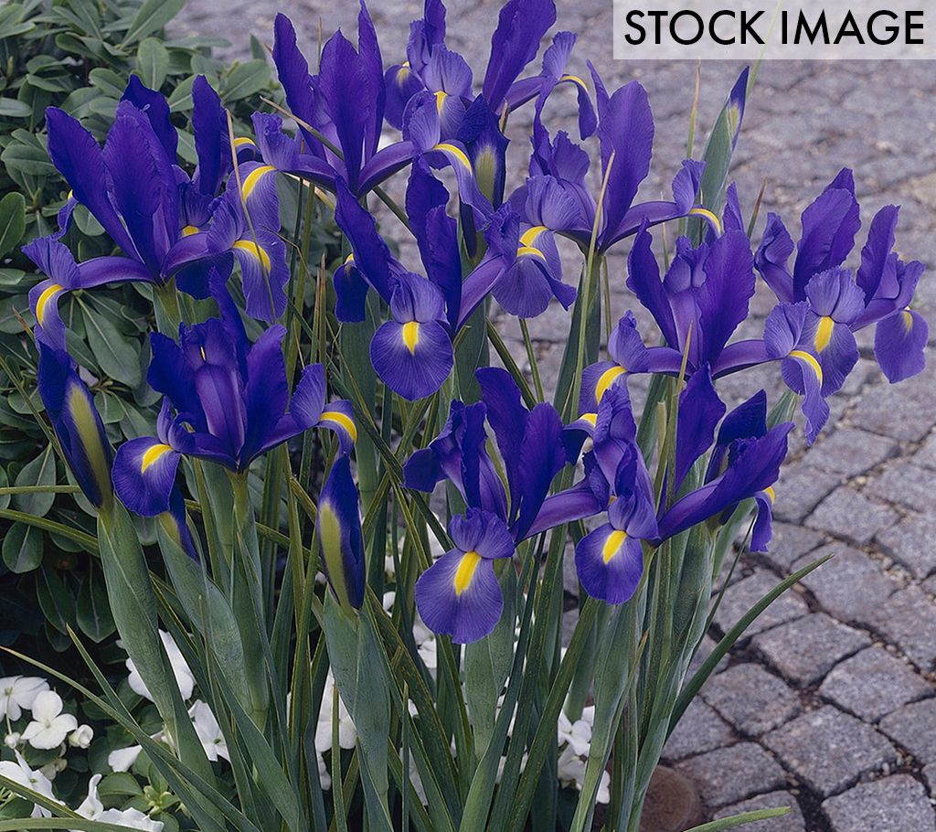 Van Zyverden Dutch Iris Sapphire Beauty Set of 5 Bulbs