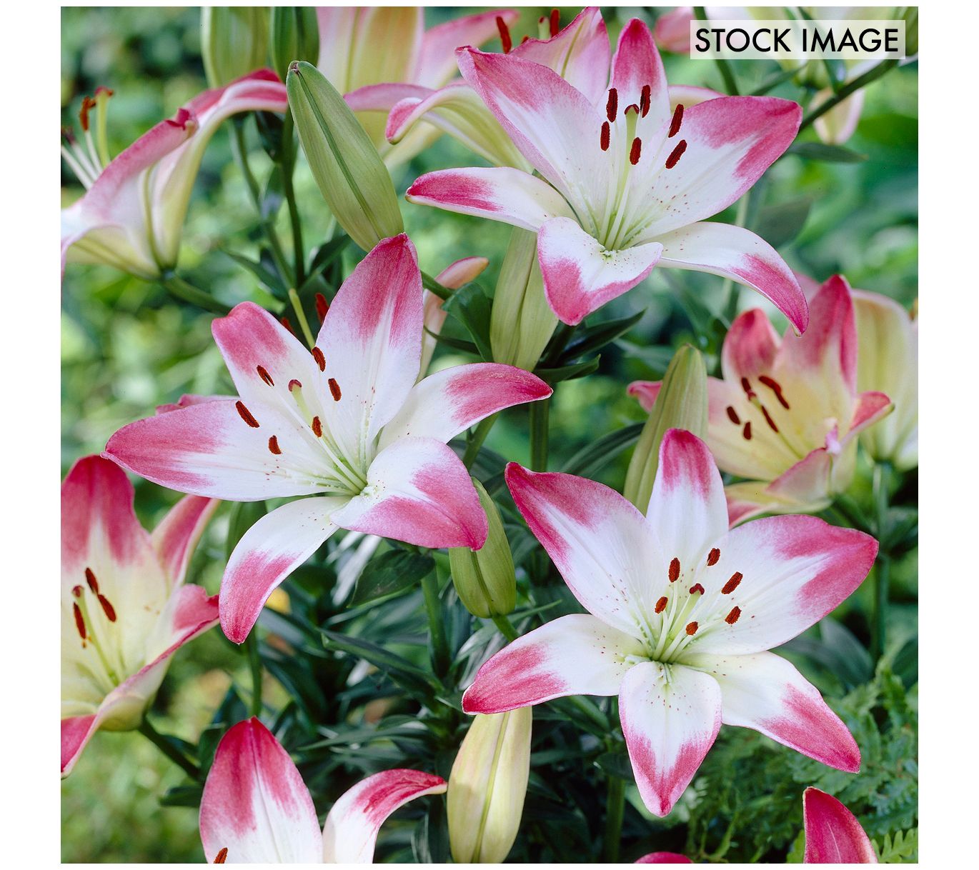 Van Zyverden Lilies Asiatic Lollypop Set of 7 Bulbs - QVC.com