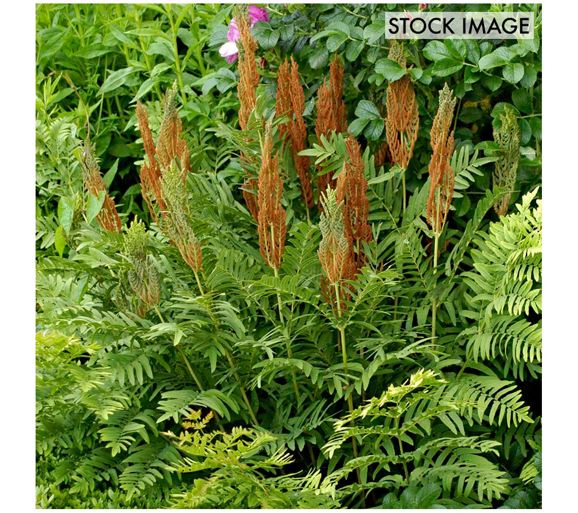 Van Zyverden Woodland Plant Cinnamon Fern Set of 3 Roots