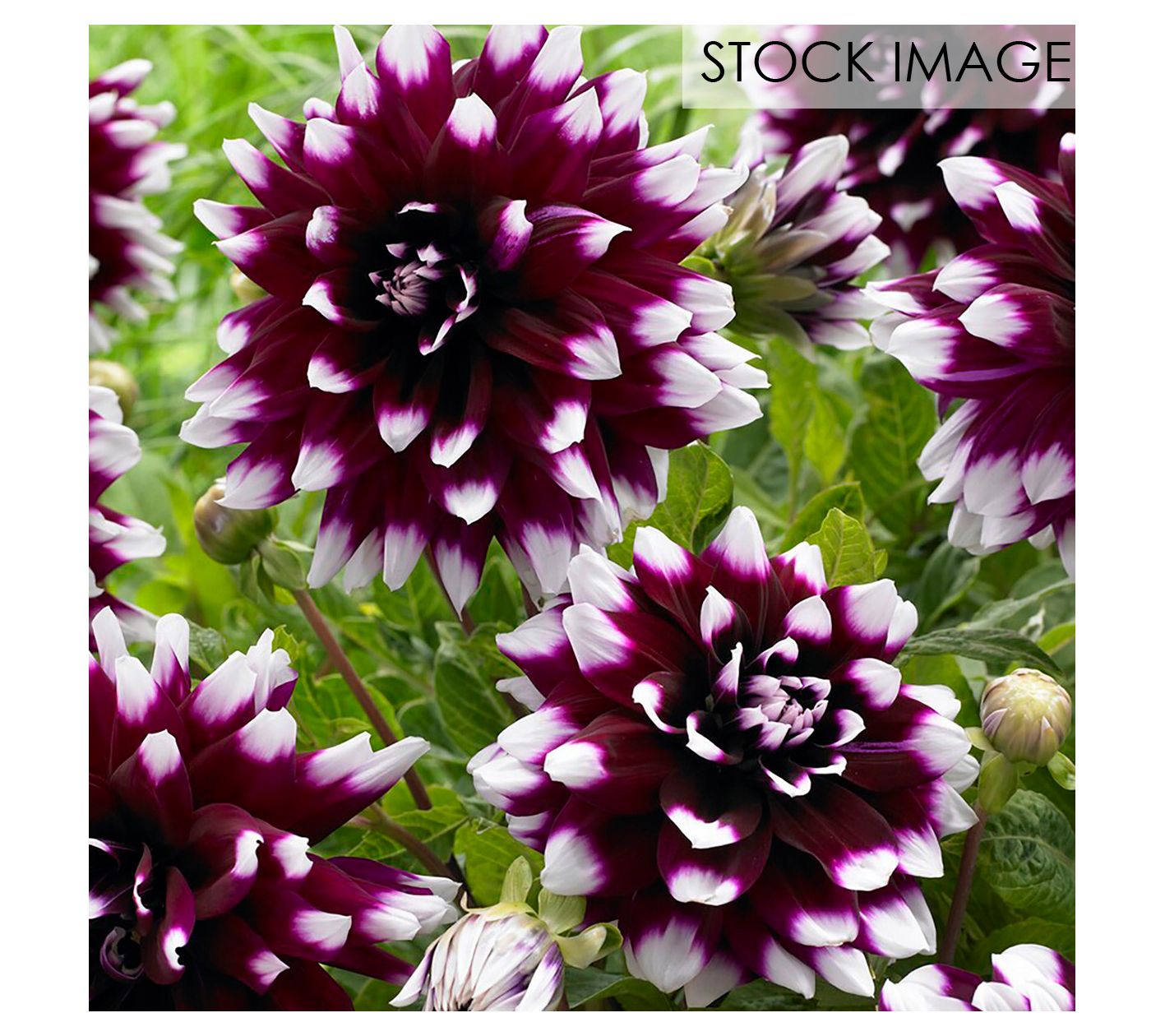 Van Zyverden Dahlias Mystery Day Set of 3 Bulbs