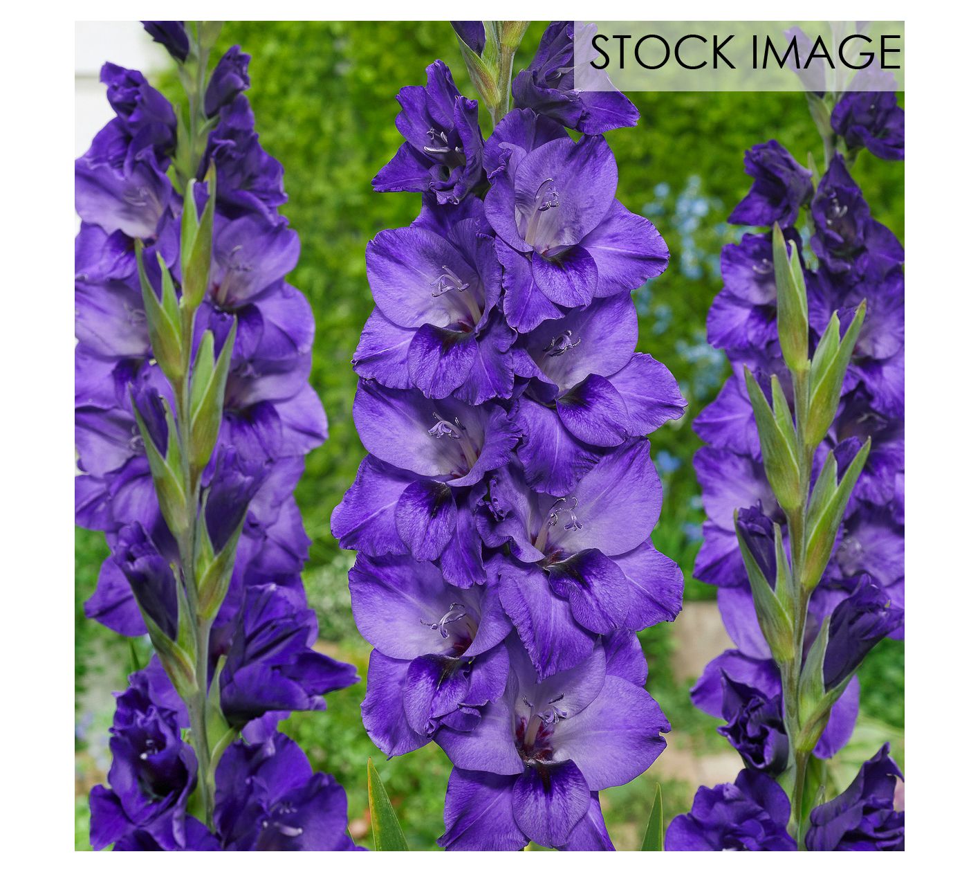 Van Zyverden Gladiolus Large Cookie Set of 12 Bulbs