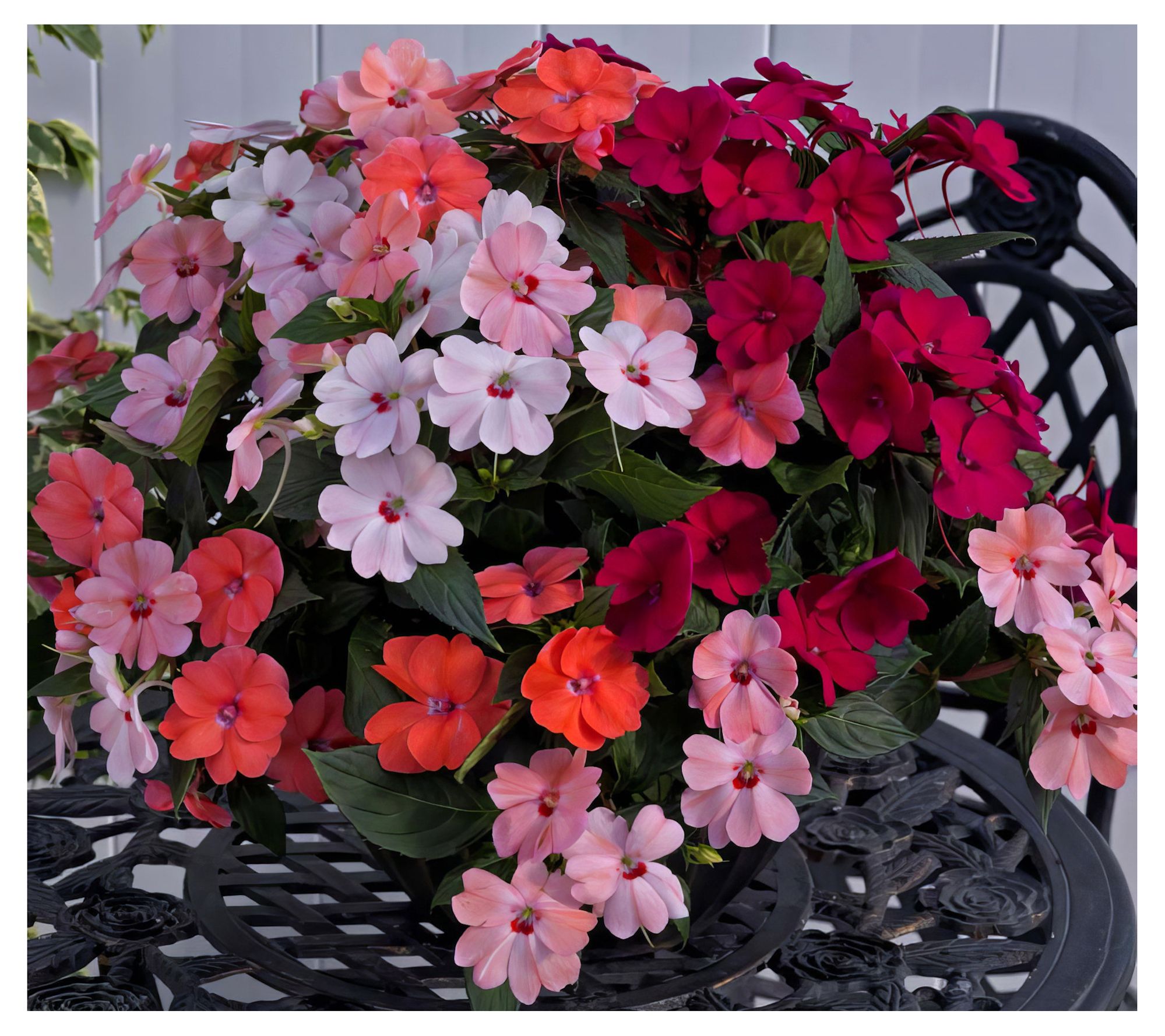 Cottage Farms 2-Piece Lovebird Mix SunPatiens