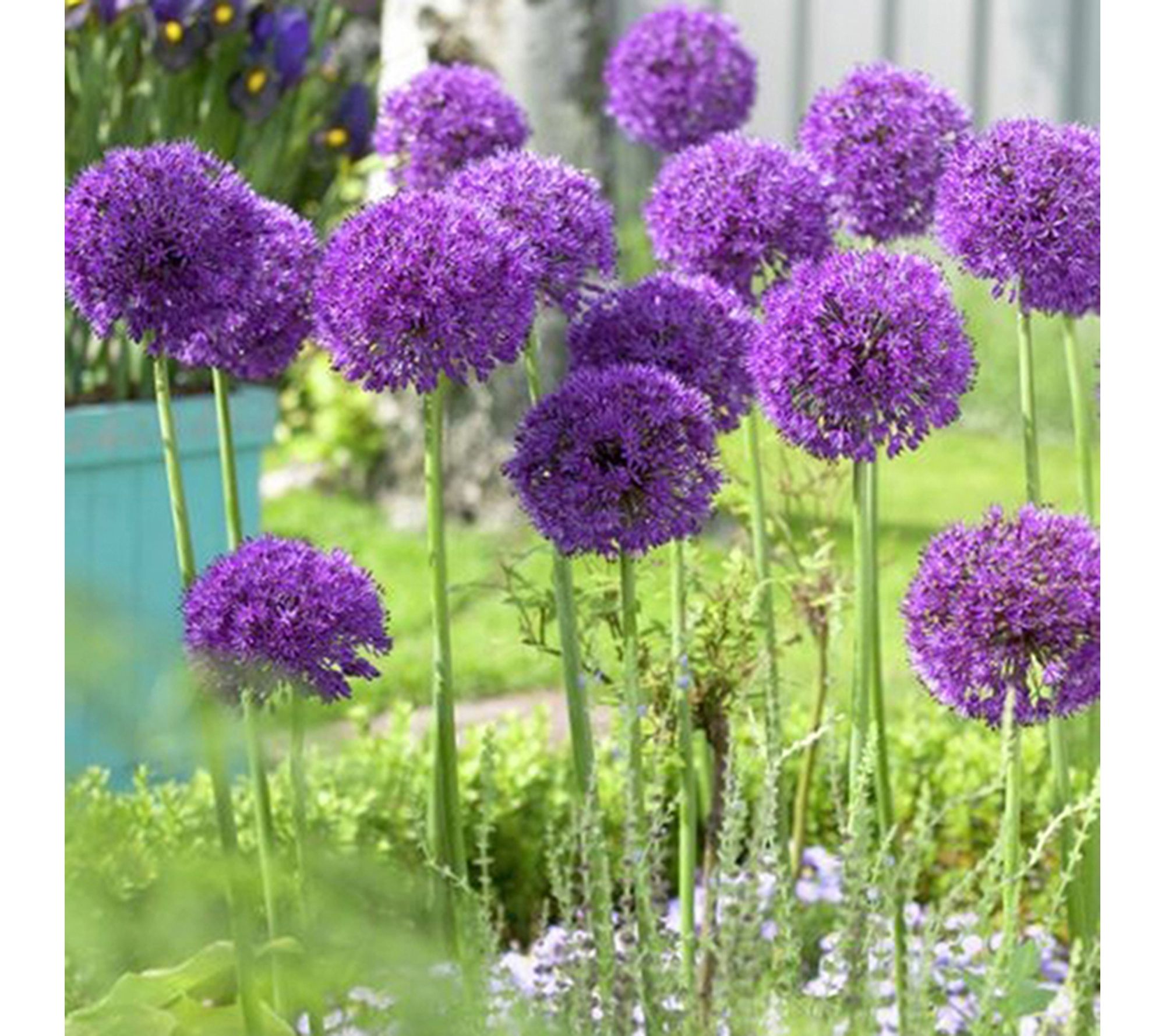 Van Zyverden Allium Purple Sensation Landscape 600 Bulbs
