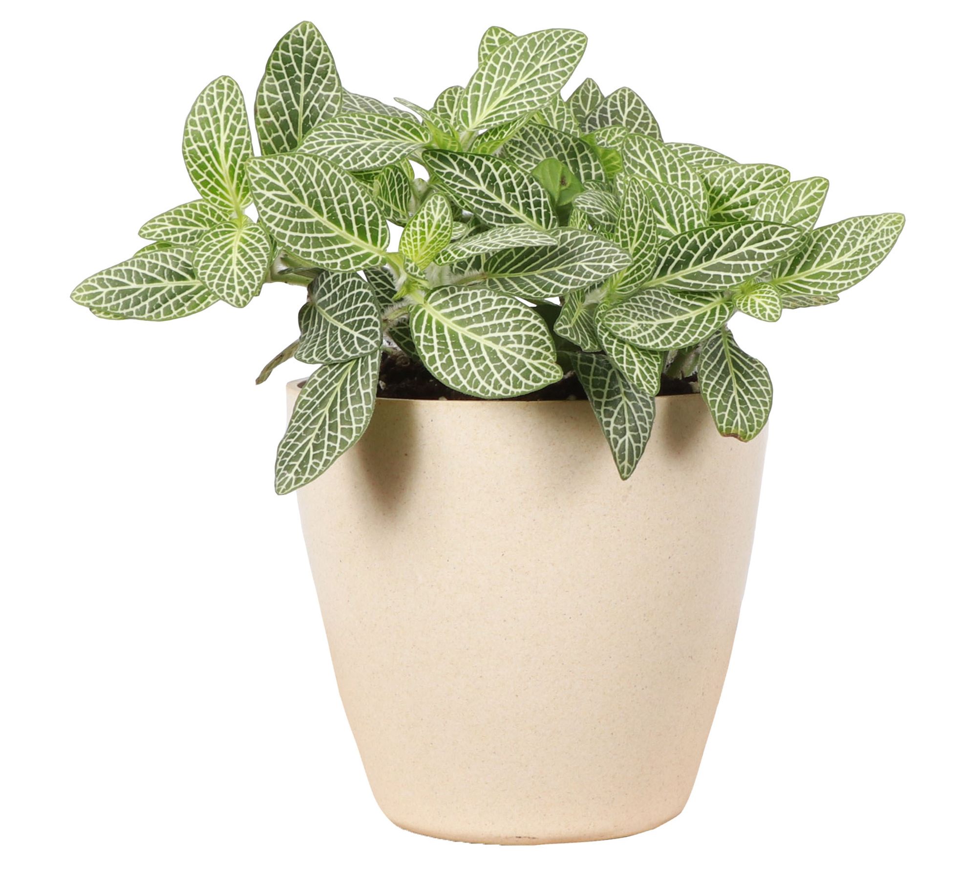 Thorsen's Greenhouse Live 4" White Fittonia, Eco Pot