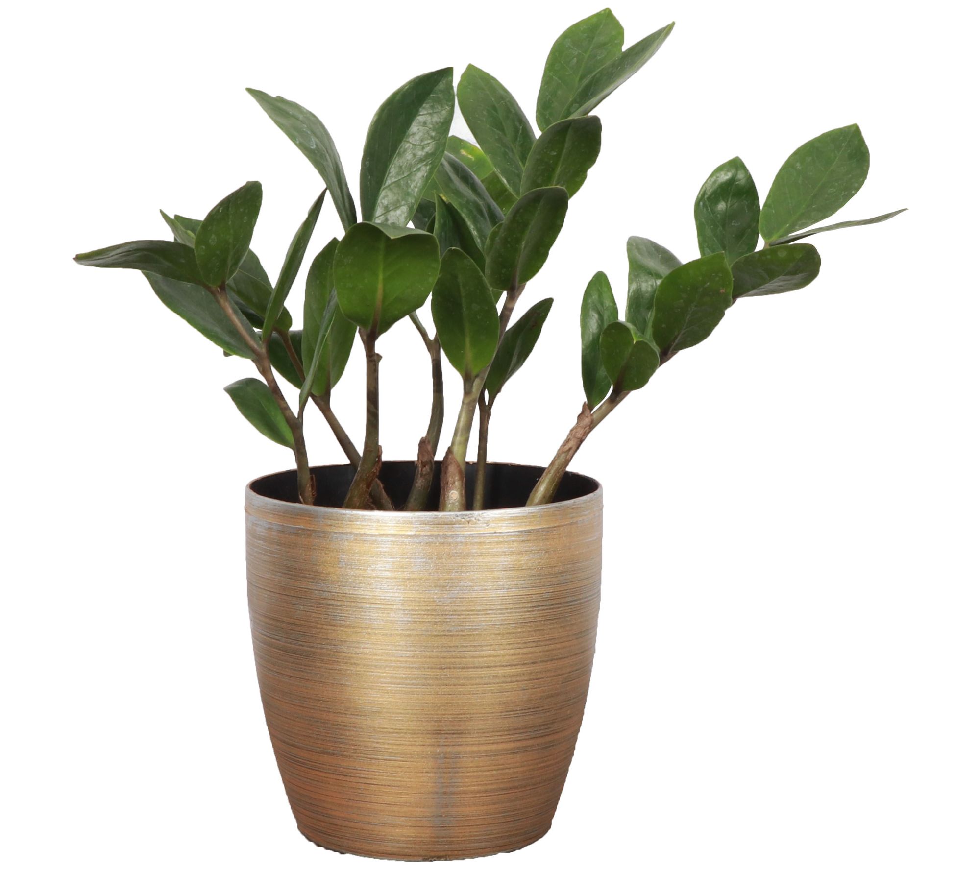 Thorsen's Greenhouse Live 4" ZZ Plant in Classic Pot