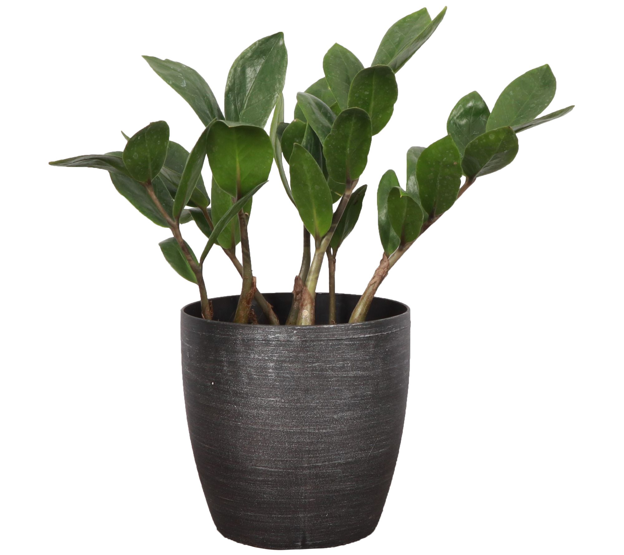 Thorsen's Greenhouse Live 4" ZZ Plant in Classic Pot