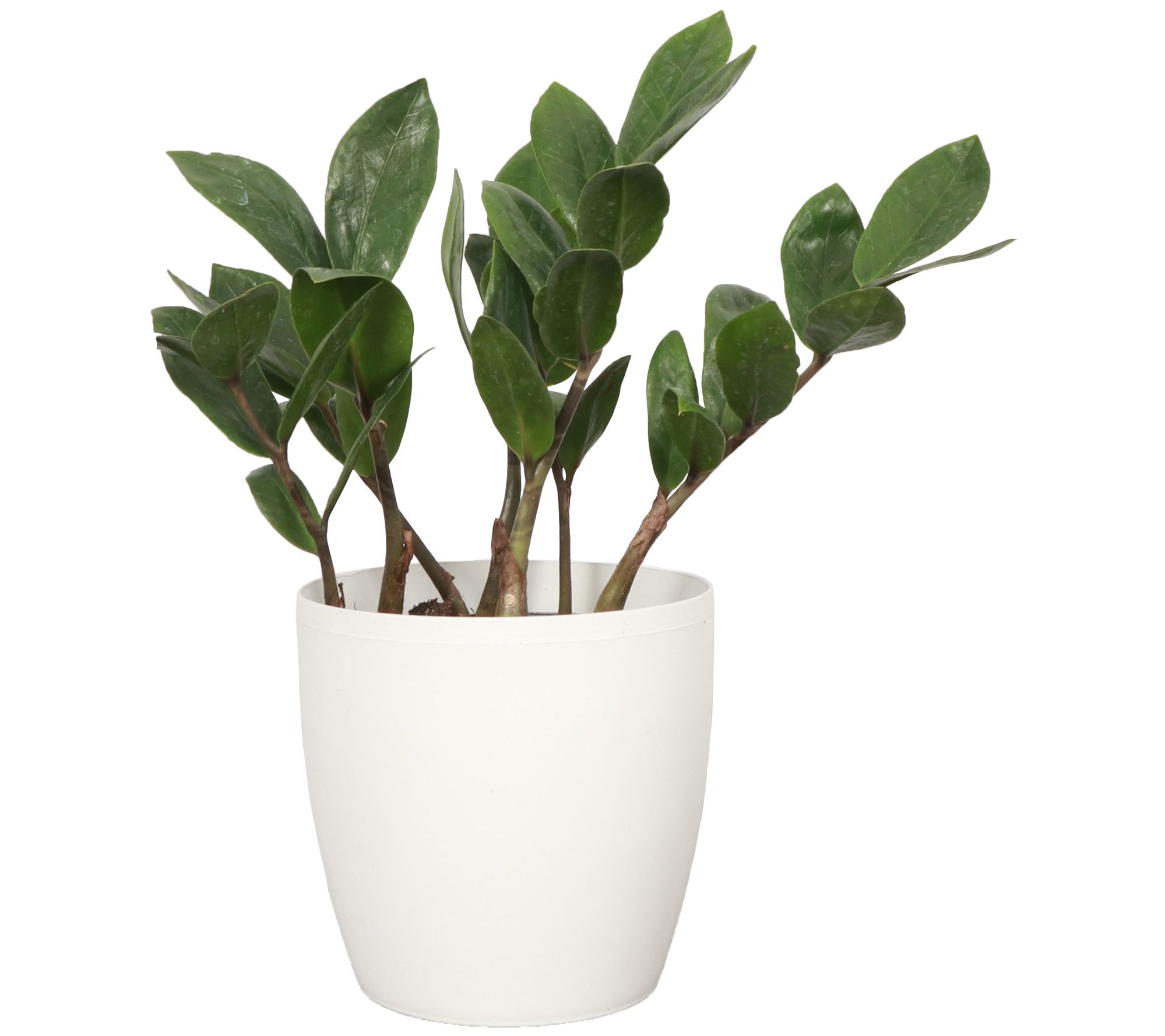 Thorsen's Greenhouse Live 4" ZZ Plant in Classic Pot