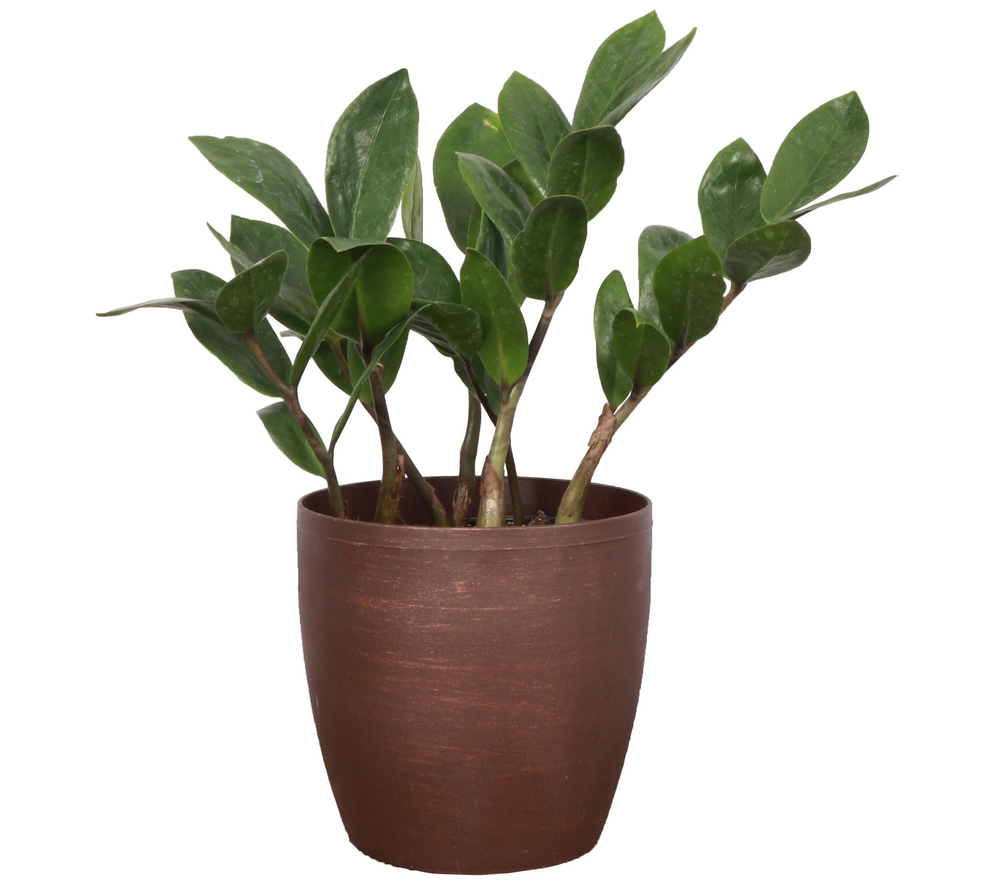 Thorsen's Greenhouse Live 4" ZZ Plant in Classic Pot
