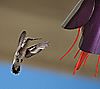Desert Steel Fuchsia Outdoor Hanging Hummingbird Feeder, 1 of 5