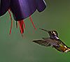 Desert Steel Fuchsia Outdoor Hanging Hummingbird Feeder, 5 of 5