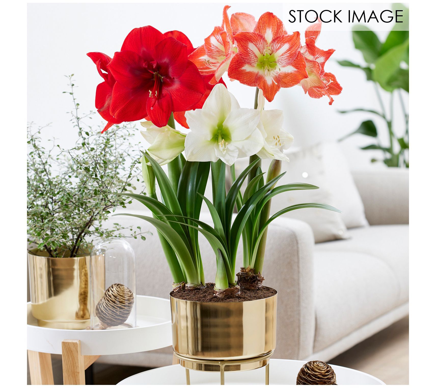 Van Zyverden Pre-Planted Amaryllis Trio with Planter & Stand