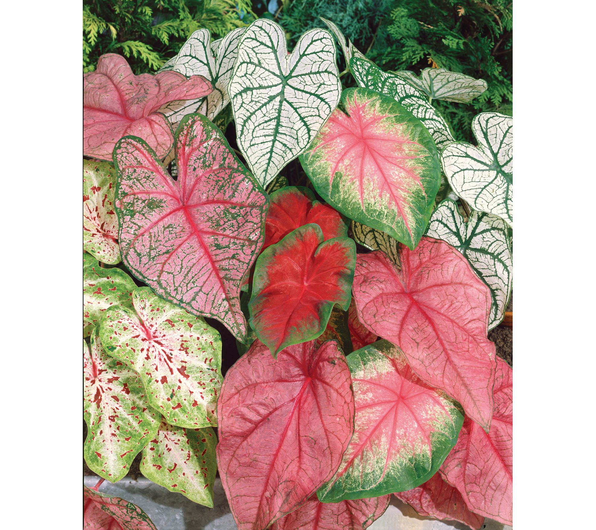 Roberta's 5 pc. Fancy Leafed Caladium Mix