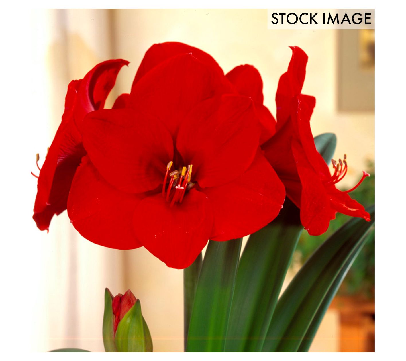 Van Zyverden Amaryllis Red Lion 1 Bulb