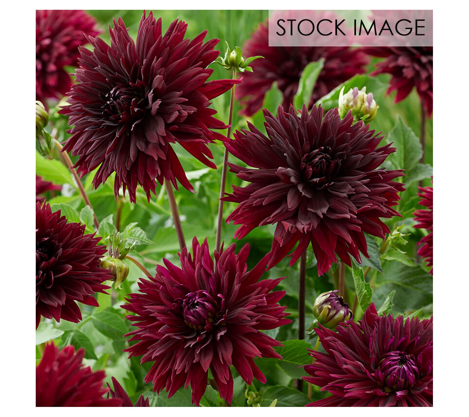 Van Zyverden Dahlias Black Touch Set of 3 Bulbs