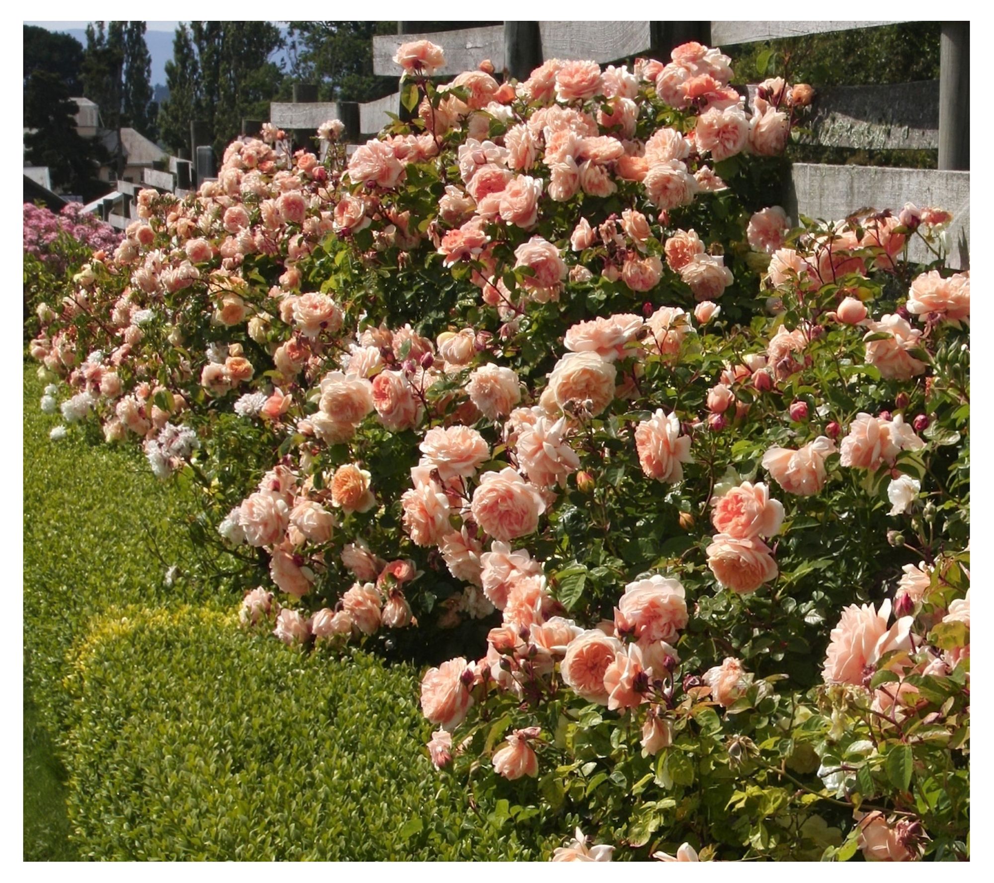 Cottage Farms Bliss Parfuma Rose