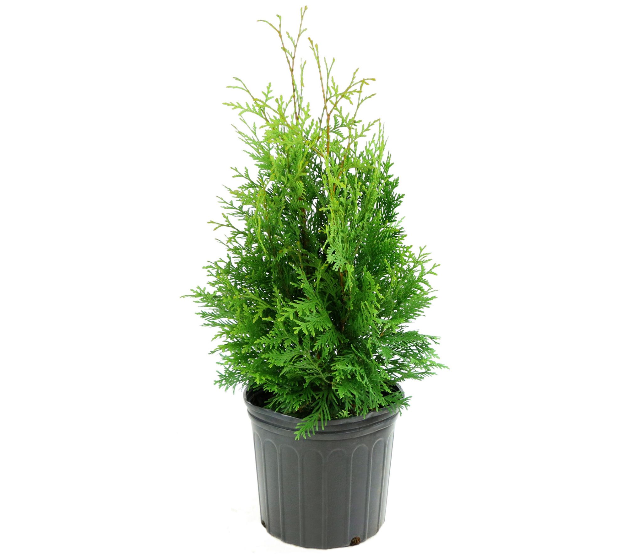 Cottage Farms Green Giant Arborvitae