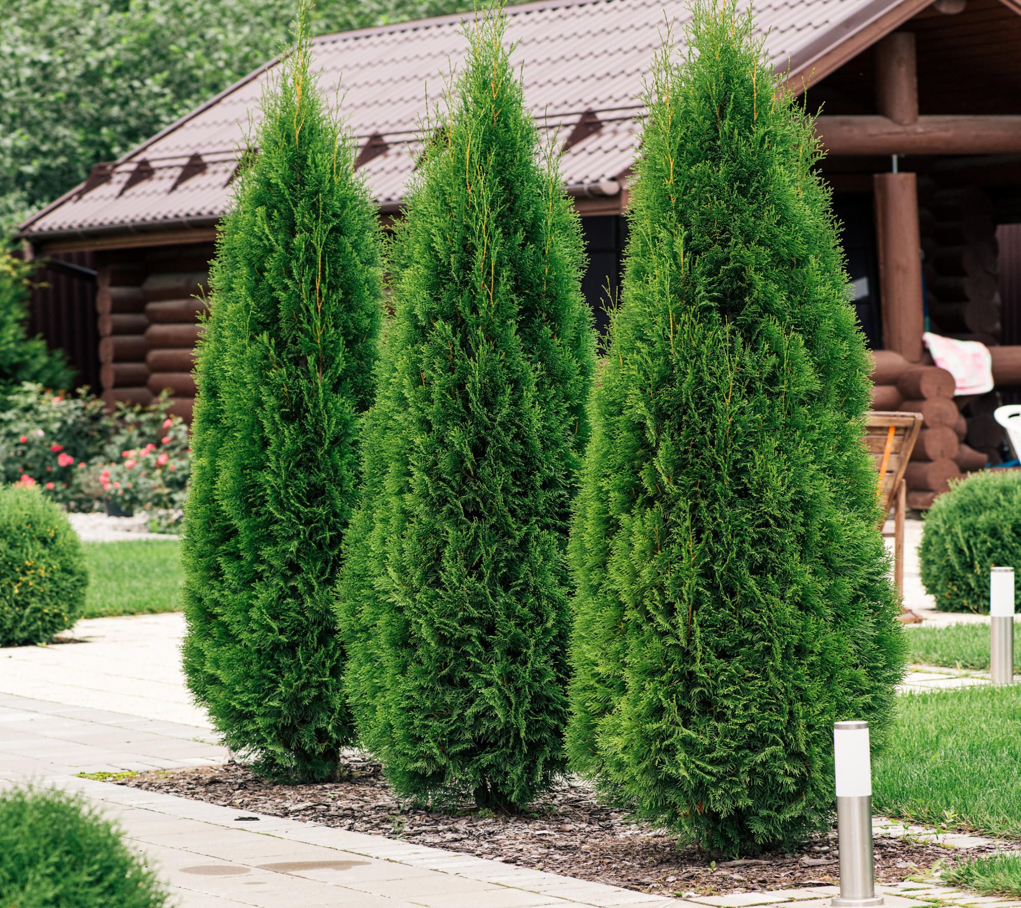 Cottage Farms Green Giant Arborvitae