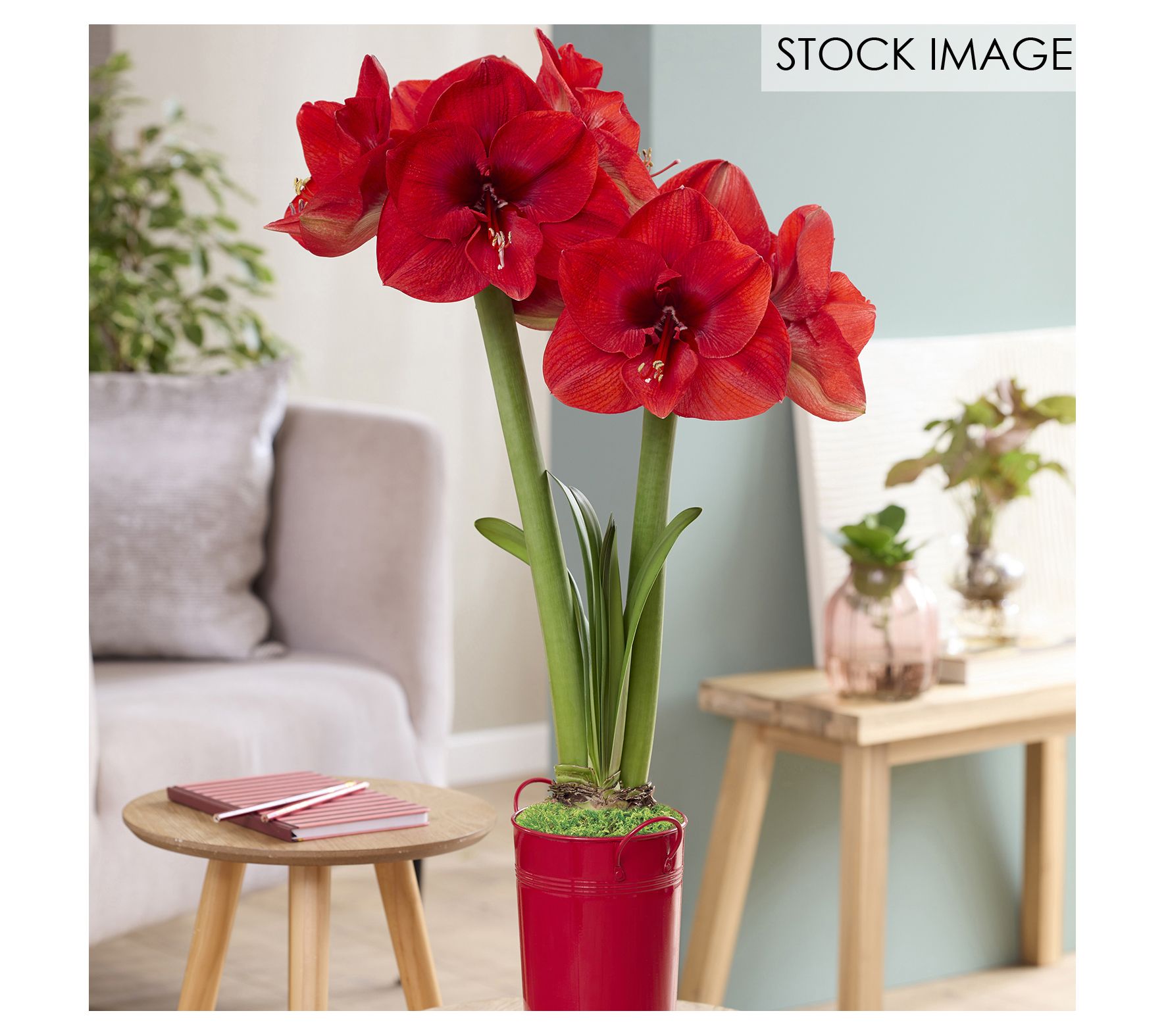 Van Zyverden Fast Track Amaryllis Kit Hypersonic