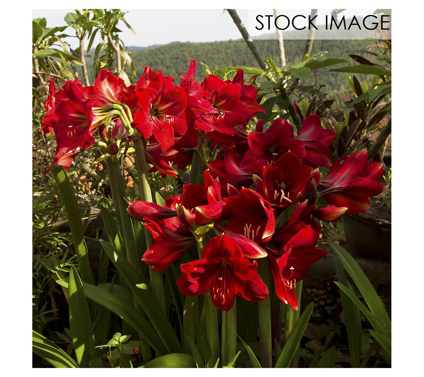 Van Zyverden Red Land Amaryllis For Southern Gardens 5 Plants
