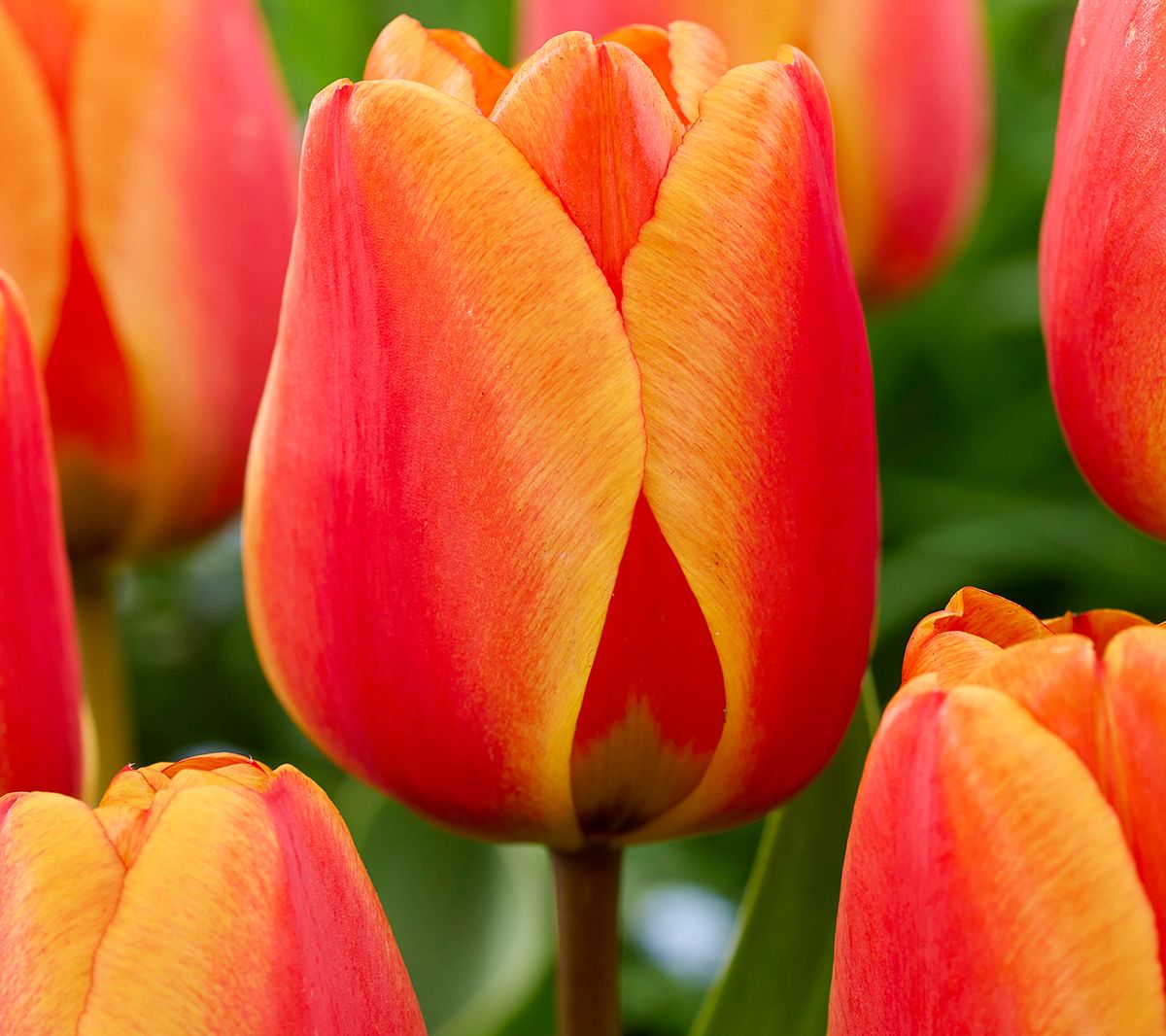 Van Zyverden Tulips Apeldoorns's Elite Set of 12 Bulbs