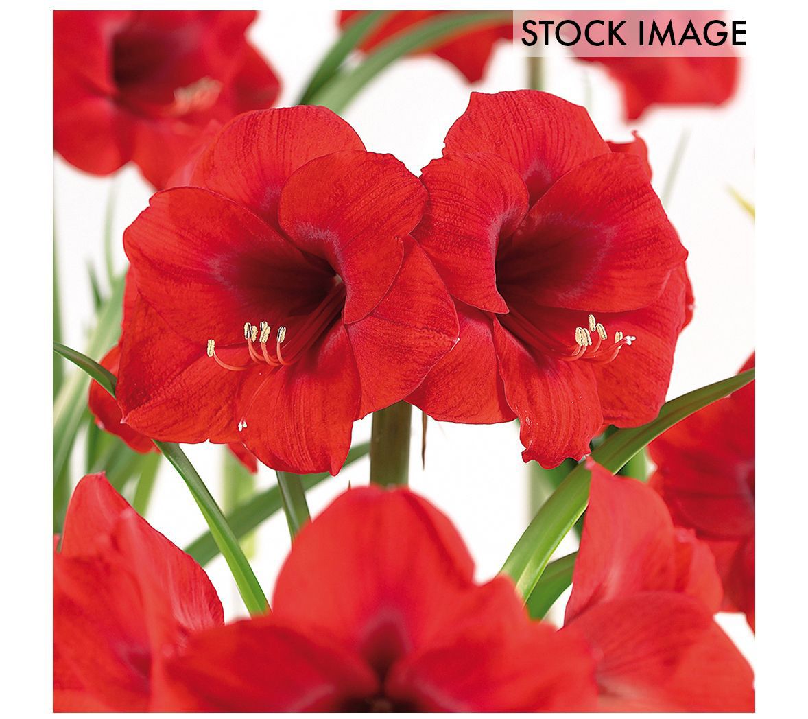 Van Zyverden Amaryllis African Merry Christmas Set of 1 Bulb
