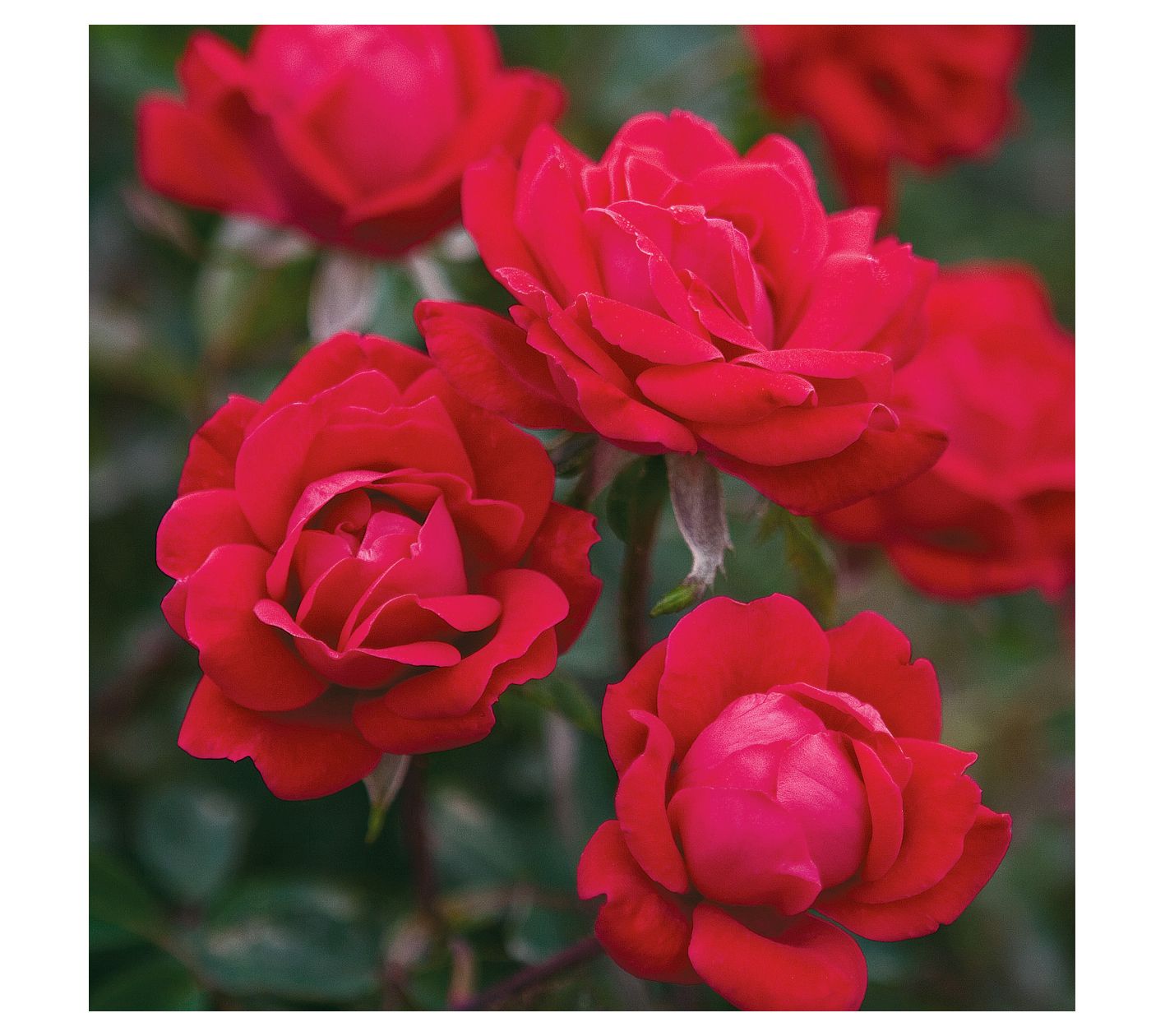 Van Zyverden Roses The KnockOut Double Red Setf Three Roses