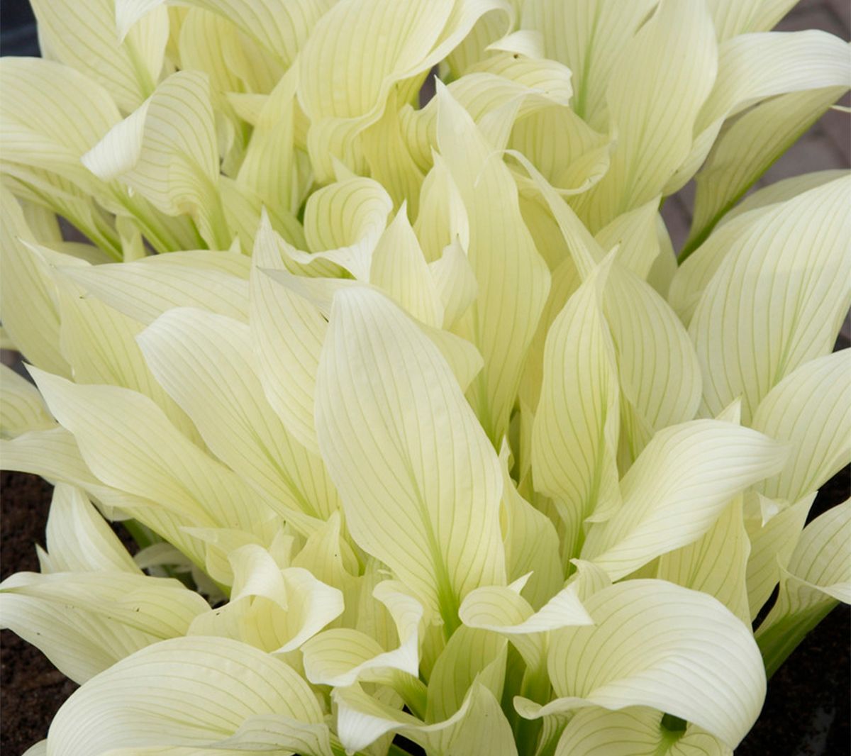Van Zyverden Hosta White Feather - Set of 3 Roots