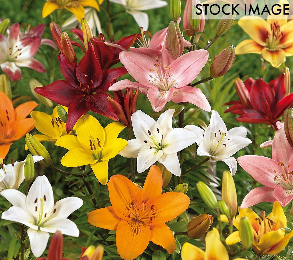 Van Zyverden Lilies Asiatic Mixed Set of 12 Bulbs