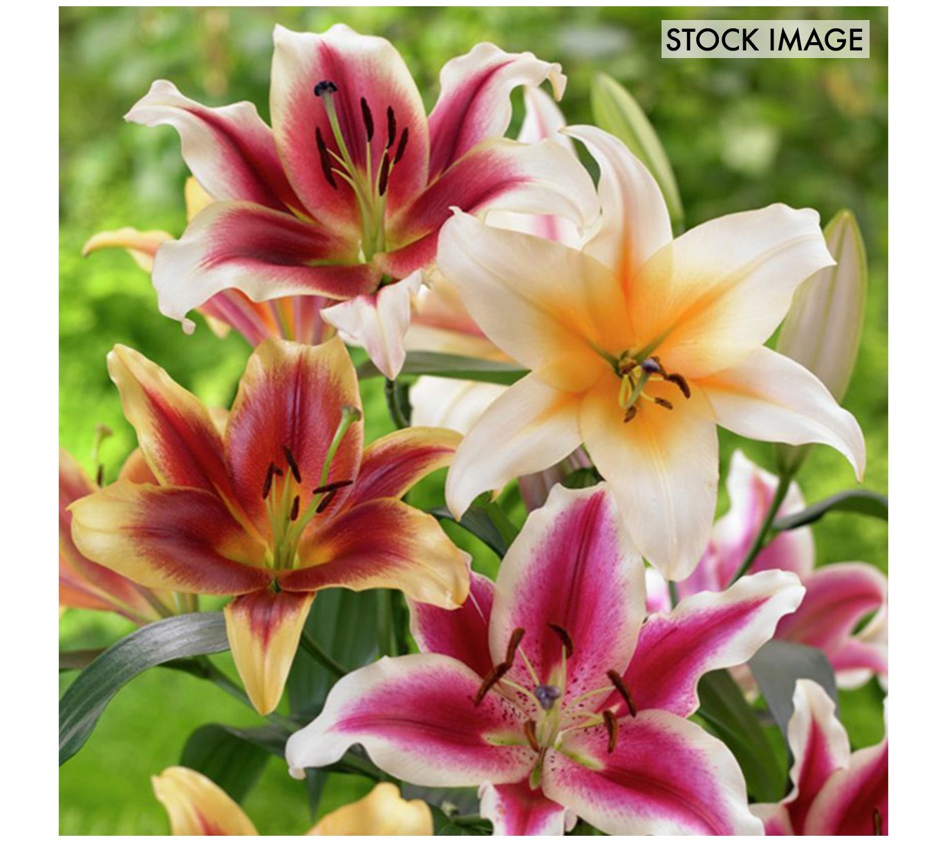 Van Zyverden Lilies Tequila Sunrise Blend Set of 9 Bulbs