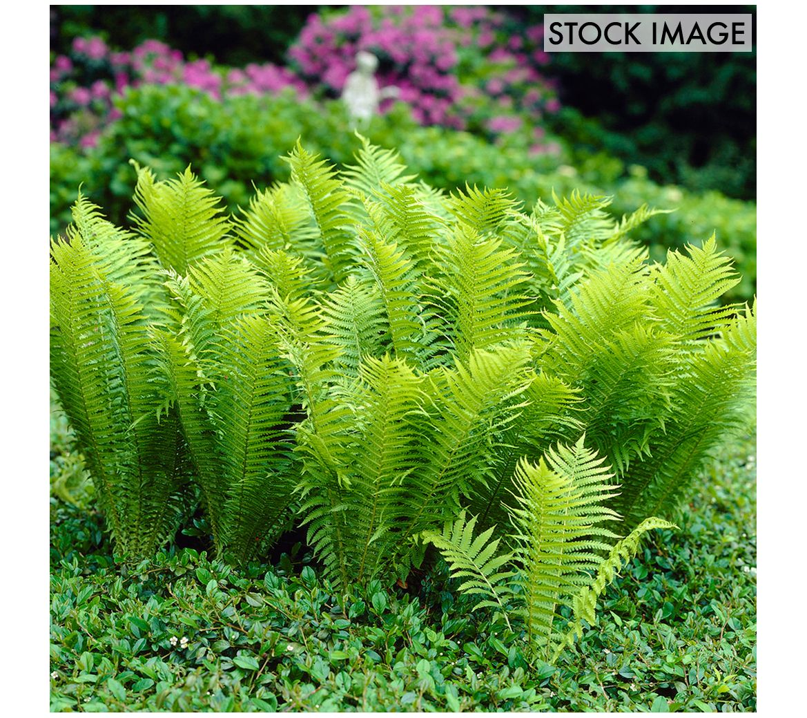 Van Zyverden Woodland Plant TN Ostrich (Glade)Fern 3 Roots