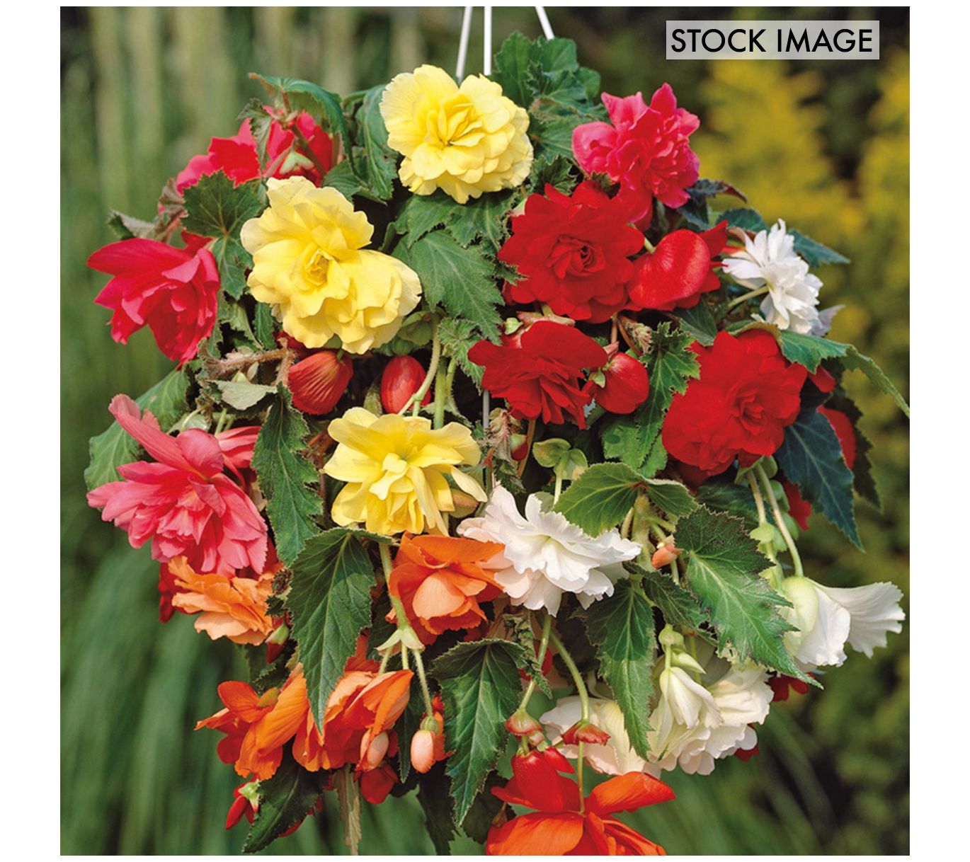 Van Zyverden Hanging Basket Begonias Mixed Colors 5 Tubers